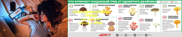 ГАЛЛЮЦИНОГЕННЫЕ ГРИБЫ Алексеевка
